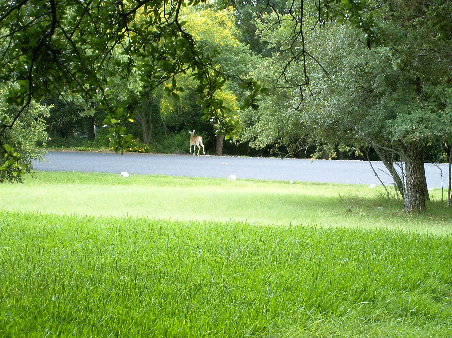 goat-sheep-farm-trail-johnandgracekagohouse